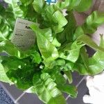 Asplenium nidusFolha