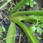 Albuca abyssinica 葉