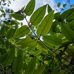 Lonicera acuminata Leaf