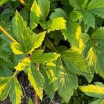 Ligusticum scothicum Blad