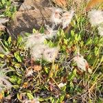 Dryas drummondii Fruit