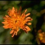 Agoseris aurantiaca Flor