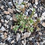 Sedum hispanicum 葉