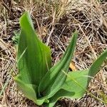 Drimia pancration Hoja