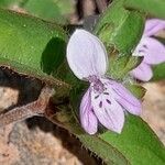 Barleria ventricosa Flower