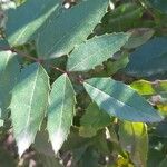 Berberis russellii Leaf