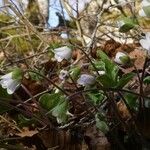 Hepatica nobilis Flower