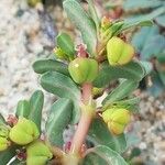 Euphorbia polygonifolia Fruto