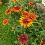 Rudbeckia hirtaFlower