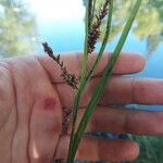 Carex flaccaFlower