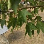 Acer cappadocicum পাতা