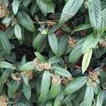 Cotoneaster salicifolius Feuille