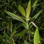 Salix sericea Hábito