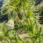 Cirsium candelabrum