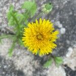 Taraxacum campylodes Квітка