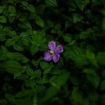 Heterotis rotundifolia Flower