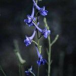 Delphinium gracile Floare