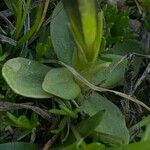 Gentiana brachyphylla পাতা