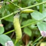 Vicia sepium Плод