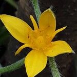 Hypoxis hirsuta Λουλούδι