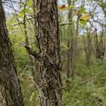 Crataegus punctata Bark