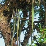Brassavola acaulis Bark