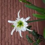 Hymenocallis liriosme Floare