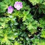 Geranium sylvaticumLeaf