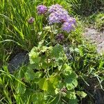 Pericallis papyracea Floro