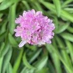 Armeria pseudarmeria Õis