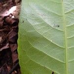 Cleidion macrophyllum पत्ता