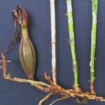 Brassavola acaulis Fruit