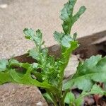 Senecio sylvaticus Feuille