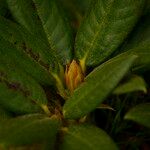 Rhododendron adenogynum Leaf