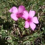 Oxalis articulata Flower