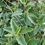 Solanum nigriviolaceum 葉
