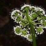 Oenanthe sarmentosa Flower