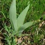 Iris aphylla Habitus