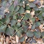 Boerhavia diffusa Leaf