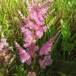 Astilbe japonica Lorea