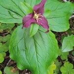 Trillium ovatum Кветка