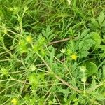 Potentilla tobolensis