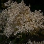 Syringa reticulata Fiore