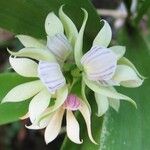 Prosthechea chacaoensis Flower