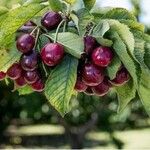 Prunus avium Fruit