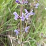 Salvia verbenacaBlüte