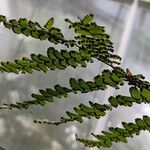 Adiantum polyphyllum Hedelmä