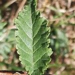 Ulmus minor Leaf