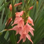 Gladiolus oppositiflorus Blomst