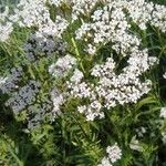 Valeriana officinalisFlower